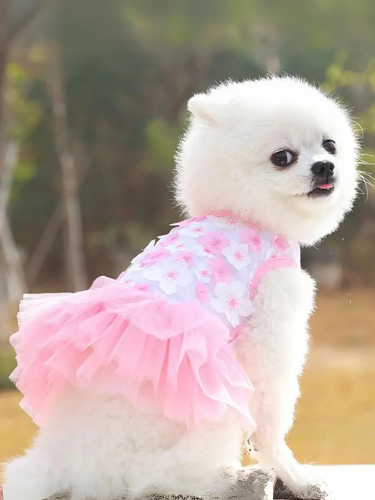 Lovely Floral Lace Chiffon Dog Summer Dress