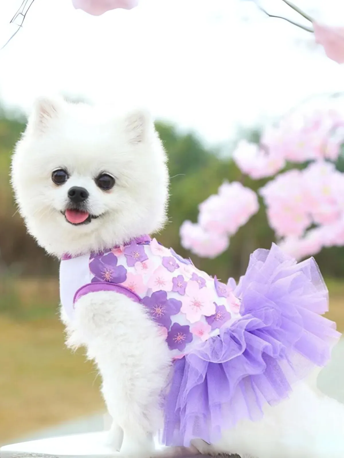 Lovely Floral Lace Chiffon Dog Summer Dress